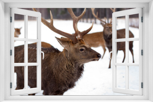 Fototapeta Naklejka Na Ścianę Okno 3D - Four deer near the forest in winter