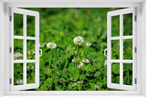 Fototapeta Naklejka Na Ścianę Okno 3D - Trifolium repens (white clover) on the background of green grass. Summer time.