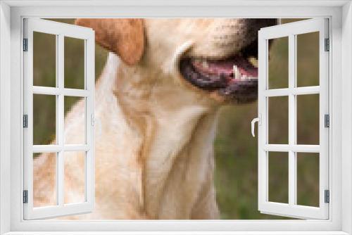 Fototapeta Naklejka Na Ścianę Okno 3D - Blonde labrador zit te wachten