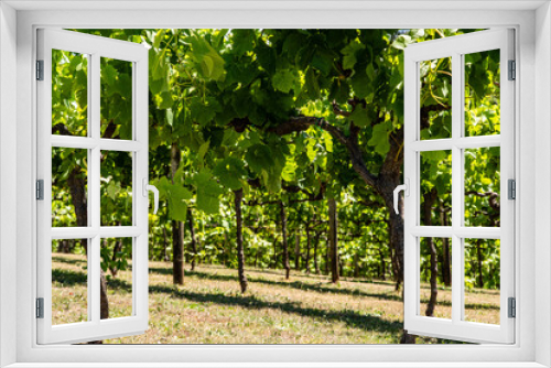 Fototapeta Naklejka Na Ścianę Okno 3D - grapes in vineyard
