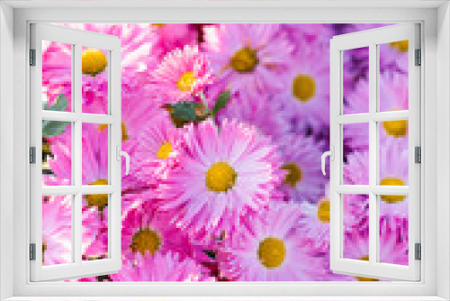 Fototapeta Naklejka Na Ścianę Okno 3D - Very beautiful pink purple chrysanthemums. Beautiful bright background of pink flowers in autumn garden