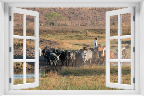 Fototapeta Naklejka Na Ścianę Okno 3D - A herd of cattles in the afternoon, Chobe waterfront, Namibia, Africa