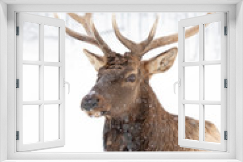 Fototapeta Naklejka Na Ścianę Okno 3D - Bull Elk with large antlers isolated against a white background walking in the winter snow in Canada