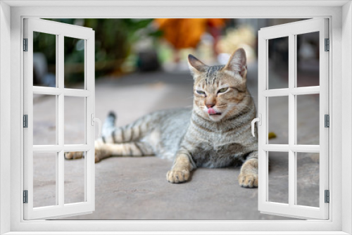 Fototapeta Naklejka Na Ścianę Okno 3D - Portrait of striped cat, close up Thai cat, close relax cat 