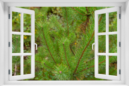 Fototapeta Naklejka Na Ścianę Okno 3D - A pine tree forest school placed in the forest in the autumn season. Closeup view of coniferous branches.