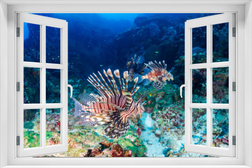 Fototapeta Naklejka Na Ścianę Okno 3D - Lionfish on a dark, murky tropical coral reef