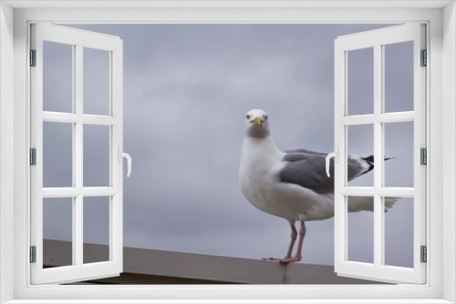 Fototapeta Naklejka Na Ścianę Okno 3D - Seagull stood on seaside barrier ready to fly away in dover ferry terminal on a large ship vessel boat in front of the white cliffs wings spread wildlife yellow beak British.
