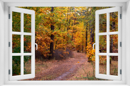 Fototapeta Naklejka Na Ścianę Okno 3D - Autumn forest. The path meanders among the trees. Good weather. Beautiful autumn colors.