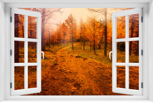 Fototapeta Naklejka Na Ścianę Okno 3D - Path Through Stunning Orange Autumn Forest Carpet Fall Colors