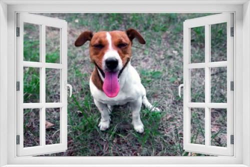 Fototapeta Naklejka Na Ścianę Okno 3D - contented dog jack russell terrier sits on the ground and looks at the owner. view from above.