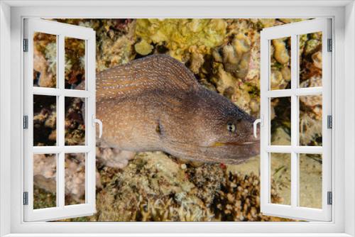 Fototapeta Naklejka Na Ścianę Okno 3D - Moray eel Mooray lycodontis undulatus in the Red Sea, eilat israel