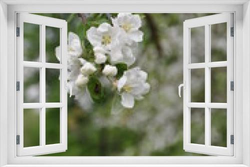 Fototapeta Naklejka Na Ścianę Okno 3D - blooming apple tree