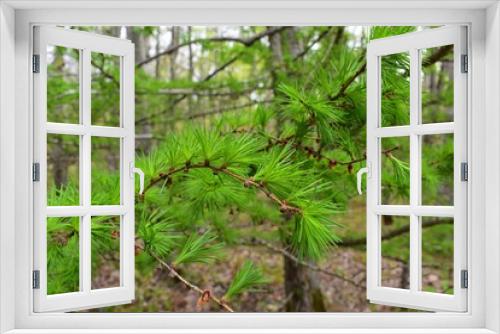 Fototapeta Naklejka Na Ścianę Okno 3D - Needles of a tamarack pine tree Branch