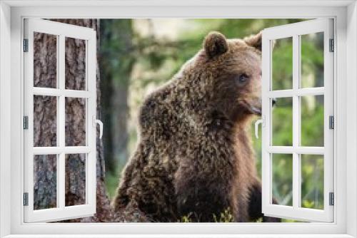 Fototapeta Naklejka Na Ścianę Okno 3D - Wild adult Brown Bear ( Ursus Arctos ) in the summer forest.