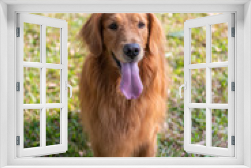 Fototapeta Naklejka Na Ścianę Okno 3D - Cute golden retriever standing on the grass