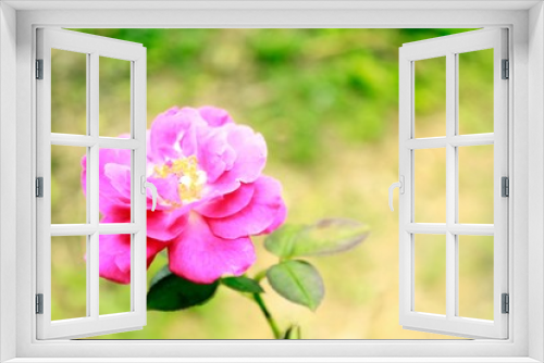 Fototapeta Naklejka Na Ścianę Okno 3D - Pink rose