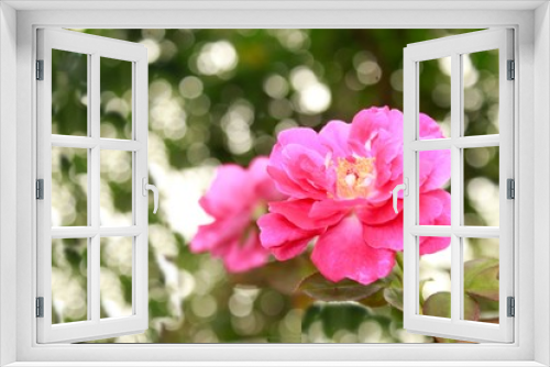Fototapeta Naklejka Na Ścianę Okno 3D - Pink rose
