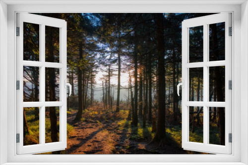 Fototapeta Naklejka Na Ścianę Okno 3D - spruce forest beautifully lit at sunset