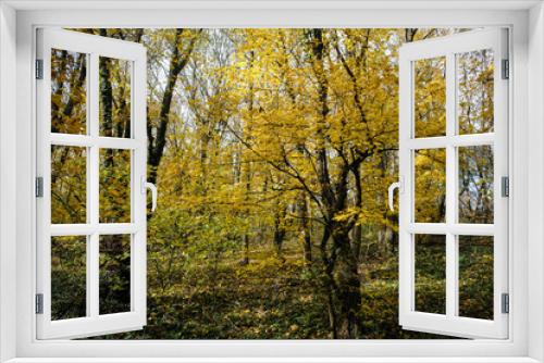 Fototapeta Naklejka Na Ścianę Okno 3D - Forêt en automne