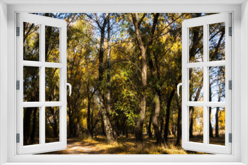 Fototapeta Naklejka Na Ścianę Okno 3D - Autumn forest in a sunny day.