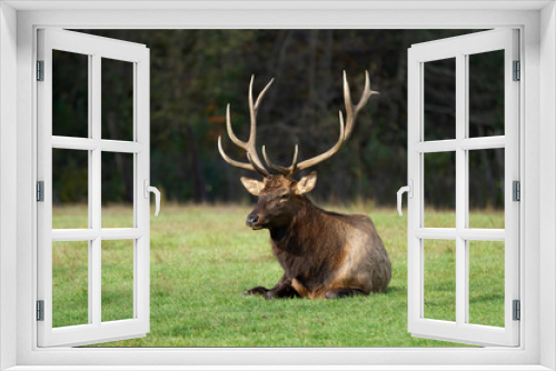 Fototapeta Naklejka Na Ścianę Okno 3D - A bull elk with large antlers resting in a meadow in Canada