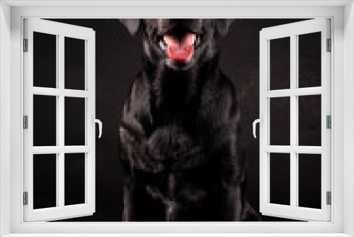 Fototapeta Naklejka Na Ścianę Okno 3D - black labrador dog sitting with his tongue out on a black background