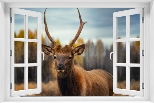 Fototapeta Naklejka Na Ścianę Okno 3D - Deer maral on the background of the autumn forest