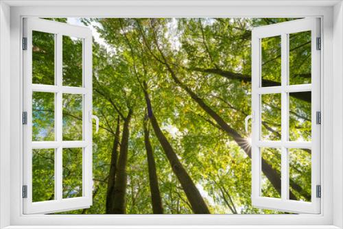 Fototapeta Naklejka Na Ścianę Okno 3D - Die Sonne scheint in den Wald im Herbst