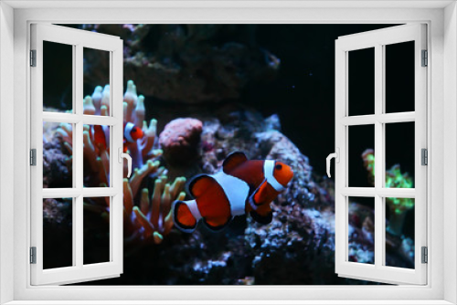 Fototapeta Naklejka Na Ścianę Okno 3D - cute clownfish swimming inside anemone