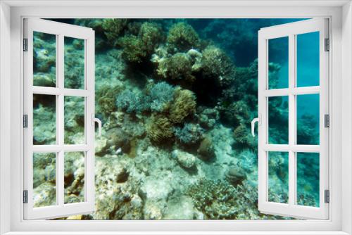 Fototapeta Naklejka Na Ścianę Okno 3D - Beautiful corals in the reef