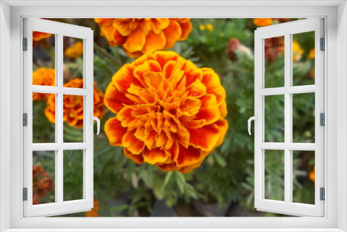 Fototapeta Naklejka Na Ścianę Okno 3D - Marigold flowers captured with plants on background.