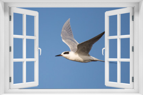 Fototapeta Naklejka Na Ścianę Okno 3D - arctic tern in flight