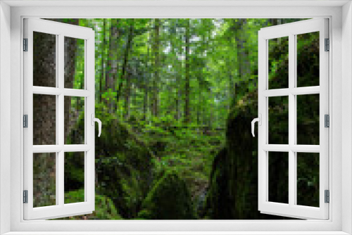 Fototapeta Naklejka Na Ścianę Okno 3D - Wald Wild Natur