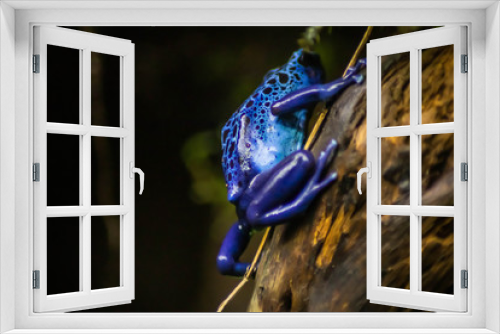Fototapeta Naklejka Na Ścianę Okno 3D - blue frog