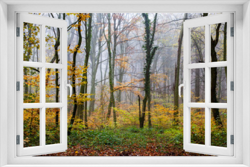 Fototapeta Naklejka Na Ścianę Okno 3D - beautiful foggy forest in autumn