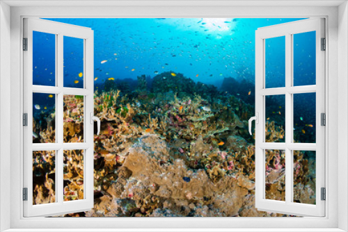 Fototapeta Naklejka Na Ścianę Okno 3D - Thriving, healthy tropical coral reef in Thailand's Similan Islands