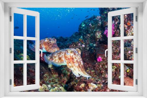 Fototapeta Naklejka Na Ścianę Okno 3D - Cuttlefish on a colorful tropical coral reef