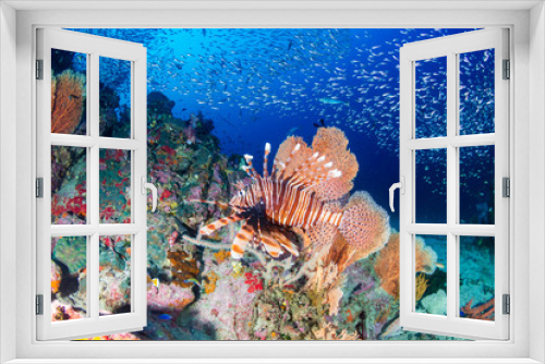 Fototapeta Naklejka Na Ścianę Okno 3D - Lionfish on a colorful tropical coral reef in the Andaman Sea