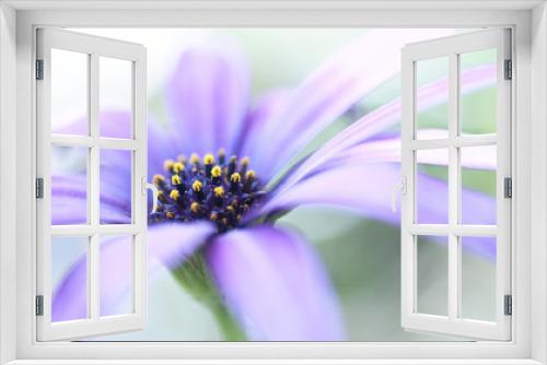 Fototapeta Naklejka Na Ścianę Okno 3D - Purple flower
