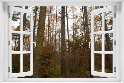 Fototapeta Naklejka Na Ścianę Okno 3D - 【山梨県】富士山の麓の秋の唐松の森
