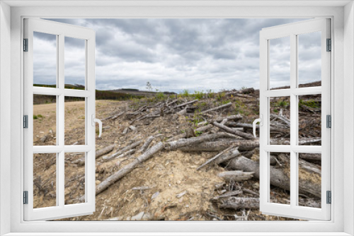 Fototapeta Naklejka Na Ścianę Okno 3D - Forestry