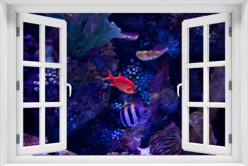 Fototapeta Naklejka Na Ścianę Okno 3D - In the zoo aquarium, wild sea creatures living in the ocean, sea, rivers and lakes