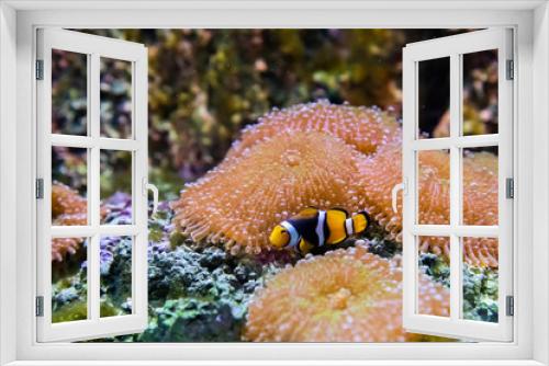 Fototapeta Naklejka Na Ścianę Okno 3D - In the zoo aquarium, wild sea creatures living in the ocean, sea, rivers and lakes