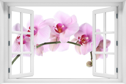 Fototapeta Naklejka Na Ścianę Okno 3D - Branch of beautiful pink Phalaenopsis orchid isolated on white