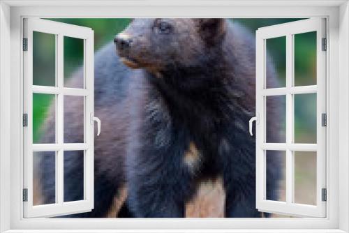 Fototapeta Naklejka Na Ścianę Okno 3D - brown bear in zoo