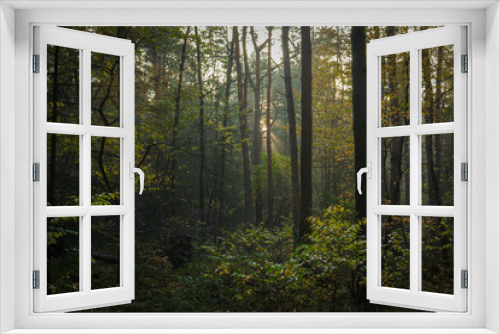 Fototapeta Naklejka Na Ścianę Okno 3D - Forest - Thüle