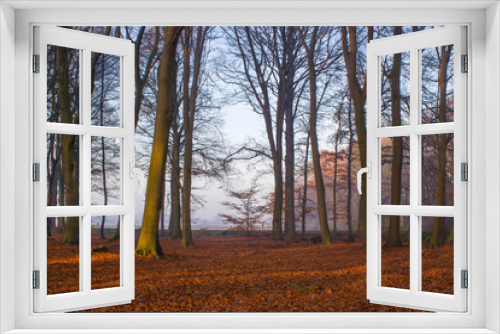 Fototapeta Naklejka Na Ścianę Okno 3D - forest in autumn - foggy morning