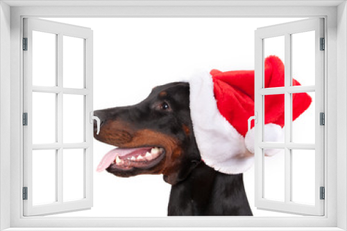Fototapeta Naklejka Na Ścianę Okno 3D - dog breed Doberman pincher in cap Santa Claus isolated on white background