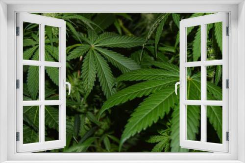 Fototapeta Naklejka Na Ścianę Okno 3D - Background Texture of Marijuana Plants at Indoor Cannabis Farm of medical weed with flash light