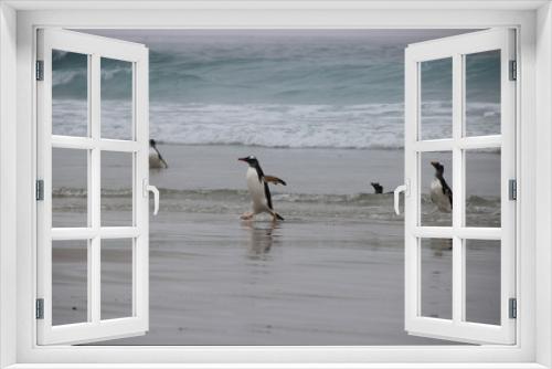 Fototapeta Naklejka Na Ścianę Okno 3D - Eselspinguine am Strand - Aus Wasser kommend - Falklandinseln